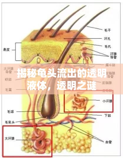 揭秘龜頭流出的透明液體，透明之謎