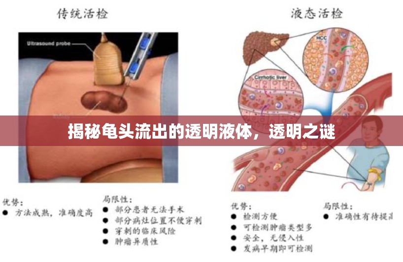 揭秘龜頭流出的透明液體，透明之謎