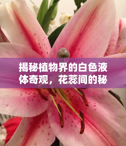 揭秘植物界的白色液體奇觀，花蕊間的秘密