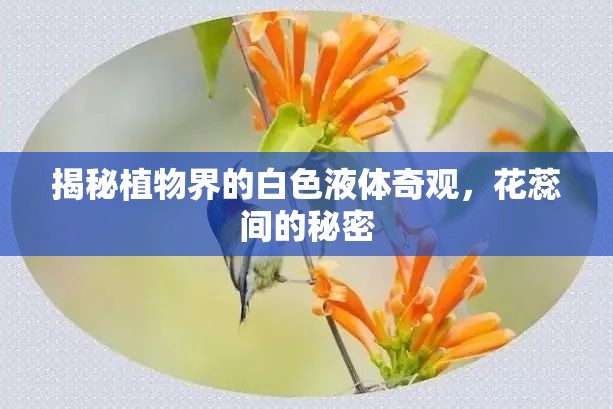 揭秘植物界的白色液體奇觀，花蕊間的秘密