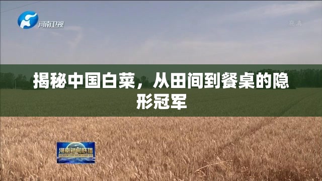 揭秘中國(guó)白菜，從田間到餐桌的隱形冠軍