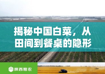 揭秘中國(guó)白菜，從田間到餐桌的隱形冠軍