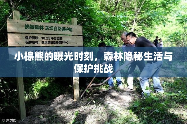 小棕熊的曝光時(shí)刻，森林隱秘生活與保護(hù)挑戰(zhàn)