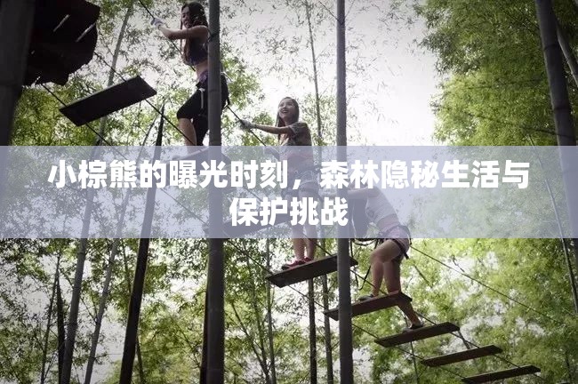 小棕熊的曝光時(shí)刻，森林隱秘生活與保護(hù)挑戰(zhàn)