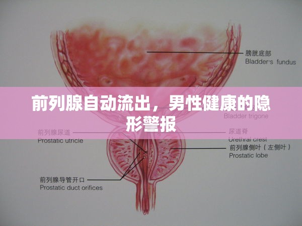 前列腺自動(dòng)流出，男性健康的隱形警報(bào)