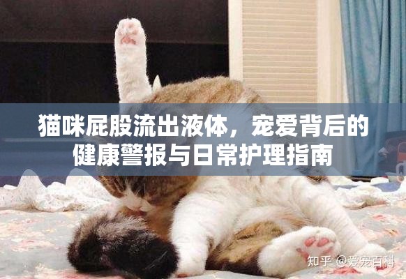 貓咪屁股流出液體，寵愛背后的健康警報(bào)與日常護(hù)理指南