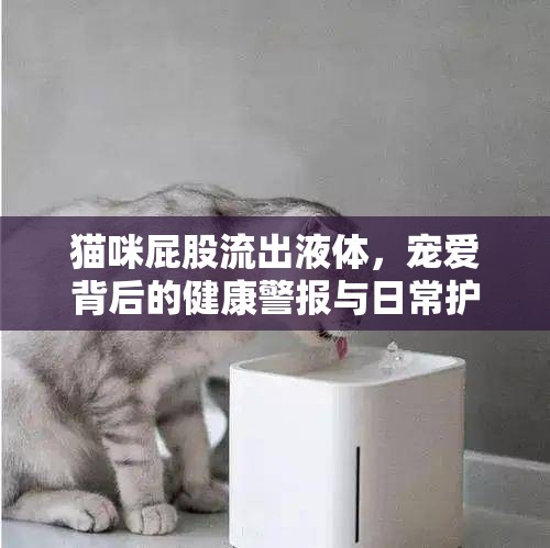貓咪屁股流出液體，寵愛背后的健康警報(bào)與日常護(hù)理指南