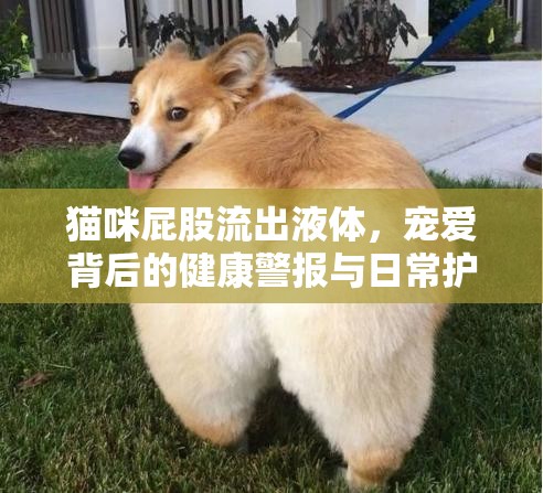 貓咪屁股流出液體，寵愛背后的健康警報(bào)與日常護(hù)理指南