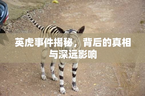英虎事件揭秘，背后的真相與深遠影響