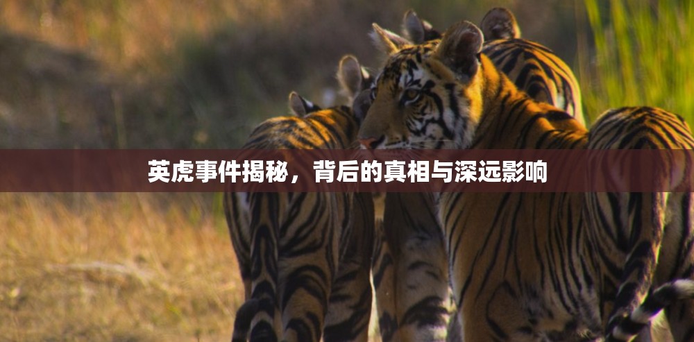 英虎事件揭秘，背后的真相與深遠影響