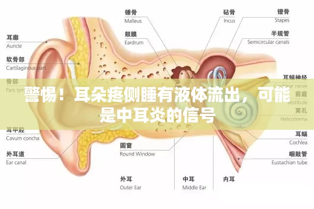 警惕！耳朵疼側(cè)睡有液體流出，可能是中耳炎的信號(hào)