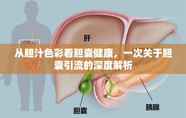 從膽汁色彩看膽囊健康，一次關于膽囊引流的深度解析