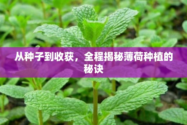 從種子到收獲，全程揭秘薄荷種植的秘訣