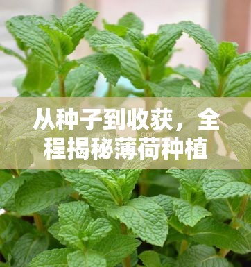 從種子到收獲，全程揭秘薄荷種植的秘訣
