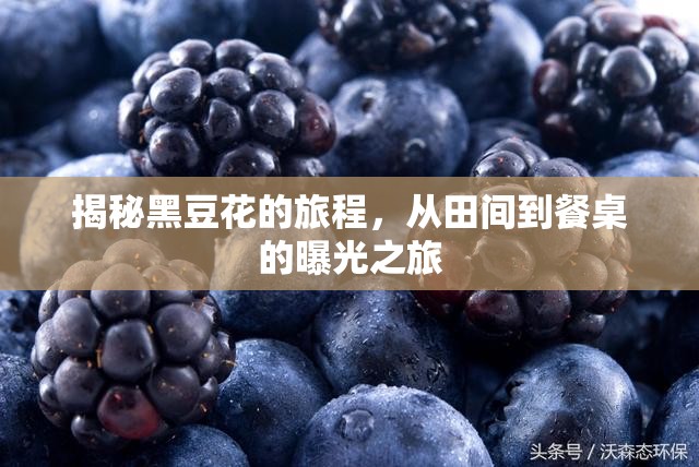 揭秘黑豆花的旅程，從田間到餐桌的曝光之旅