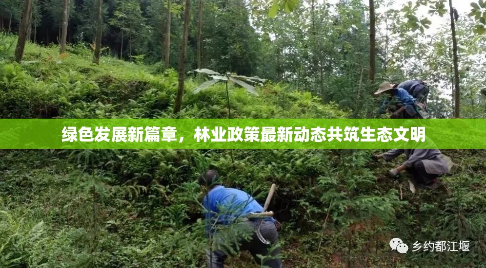 綠色發(fā)展新篇章，林業(yè)政策最新動態(tài)共筑生態(tài)文明