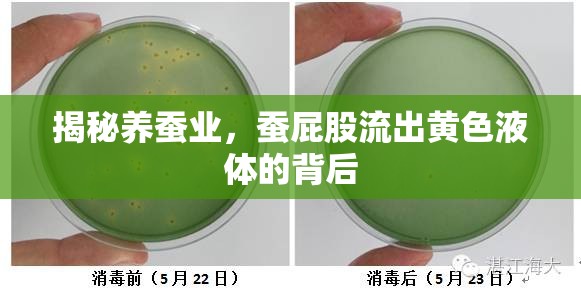 揭秘養(yǎng)蠶業(yè)，蠶屁股流出黃色液體的背后