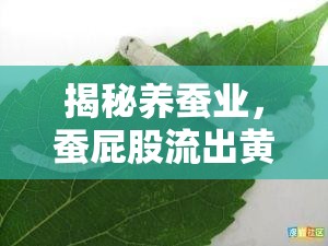 揭秘養(yǎng)蠶業(yè)，蠶屁股流出黃色液體的背后