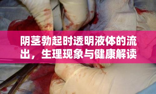 陰莖勃起時透明液體的流出，生理現(xiàn)象與健康解讀