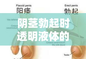陰莖勃起時透明液體的流出，生理現(xiàn)象與健康解讀