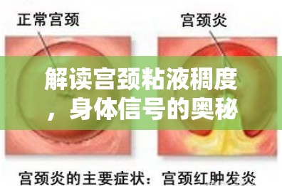 解讀宮頸粘液稠度，身體信號的奧秘