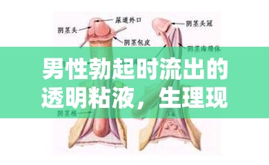 男性勃起時(shí)流出的透明粘液，生理現(xiàn)象的探索