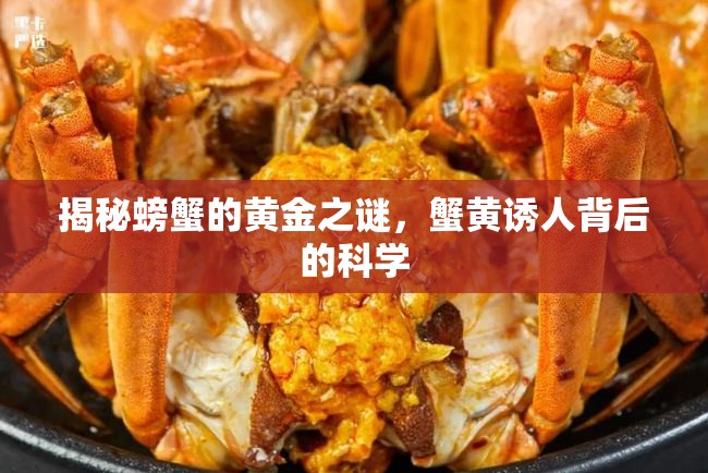 揭秘螃蟹的黃金之謎，蟹黃誘人背后的科學(xué)
