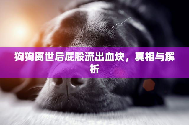 狗狗離世后屁股流出血塊，真相與解析