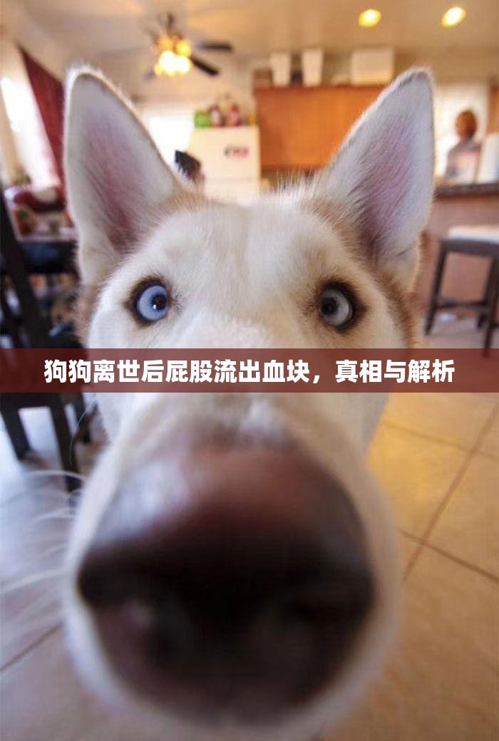 狗狗離世后屁股流出血塊，真相與解析