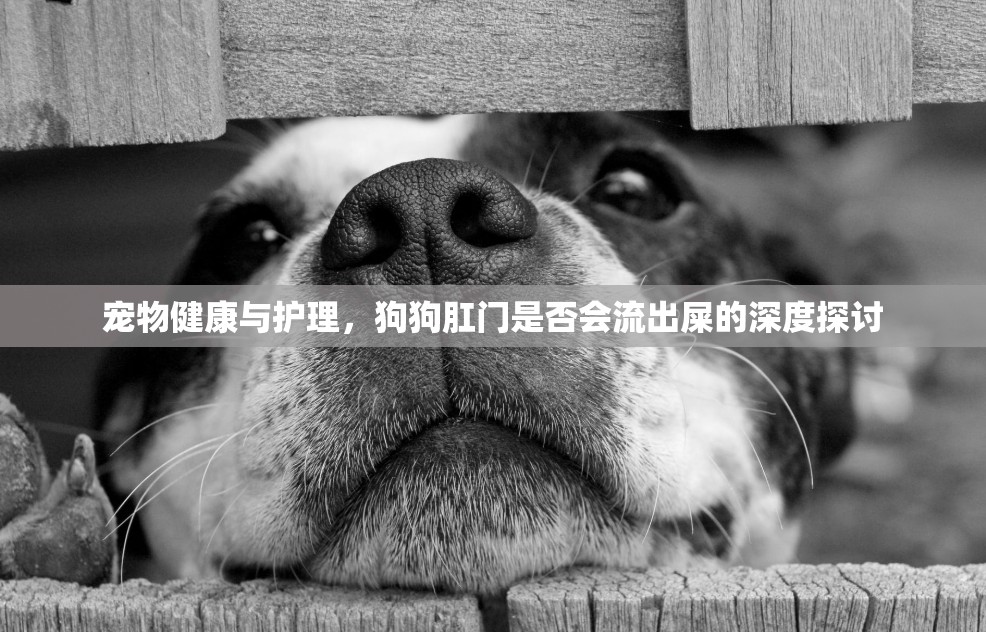 寵物健康與護(hù)理，狗狗肛門是否會(huì)流出屎的深度探討