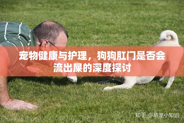 寵物健康與護(hù)理，狗狗肛門是否會(huì)流出屎的深度探討