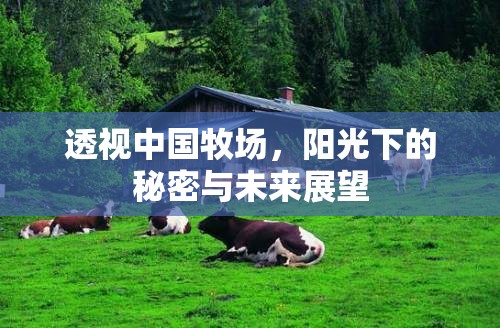 透視中國牧場，陽光下的秘密與未來展望