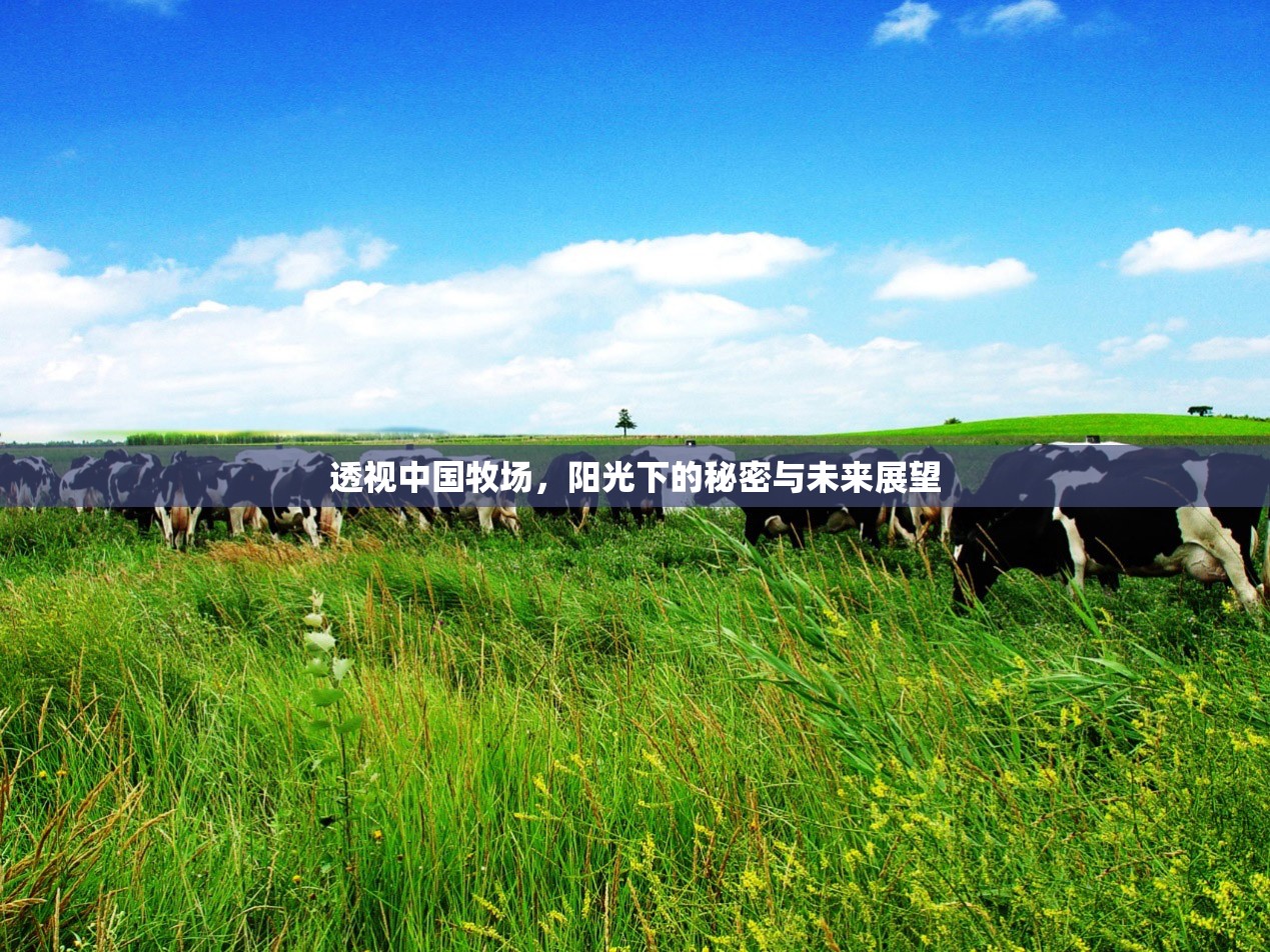 透視中國牧場，陽光下的秘密與未來展望