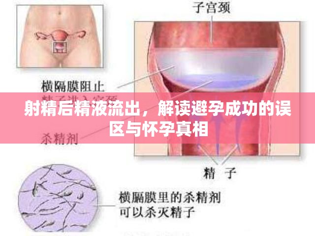 射精后精液流出，解讀避孕成功的誤區(qū)與懷孕真相