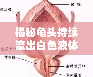 揭秘龜頭持續(xù)流出白色液體的原因