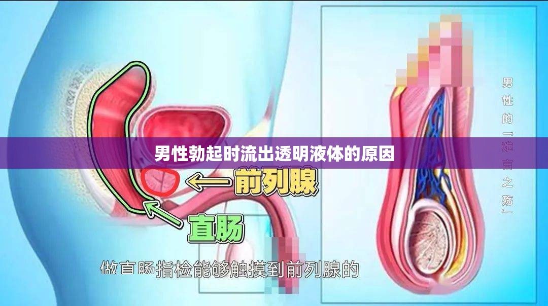 男性勃起時流出透明液體的原因