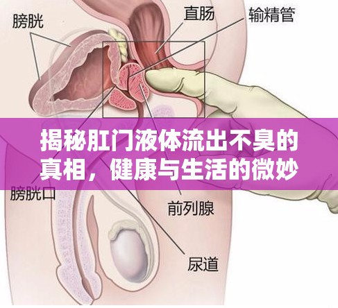 揭秘肛門液體流出不臭的真相，健康與生活的微妙平衡