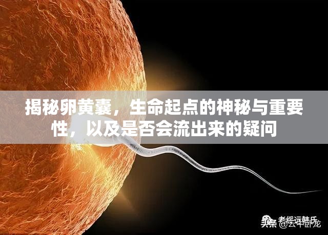 揭秘卵黃囊，生命起點(diǎn)的神秘與重要性，以及是否會(huì)流出來的疑問