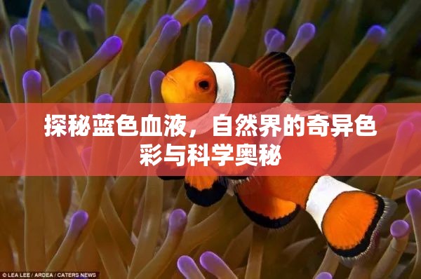 探秘藍(lán)色血液，自然界的奇異色彩與科學(xué)奧秘