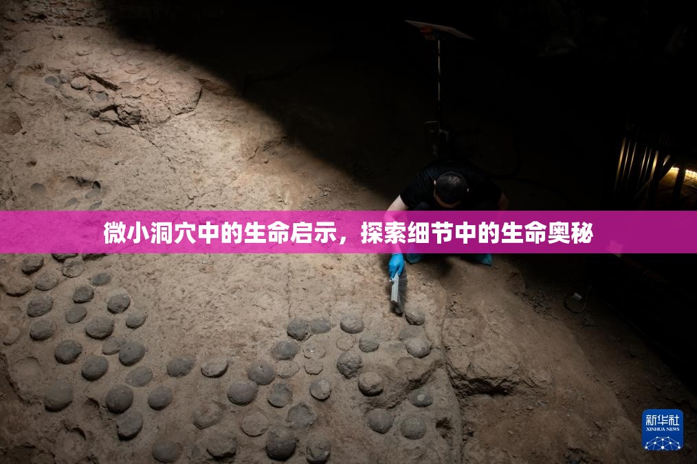 微小洞穴中的生命啟示，探索細(xì)節(jié)中的生命奧秘
