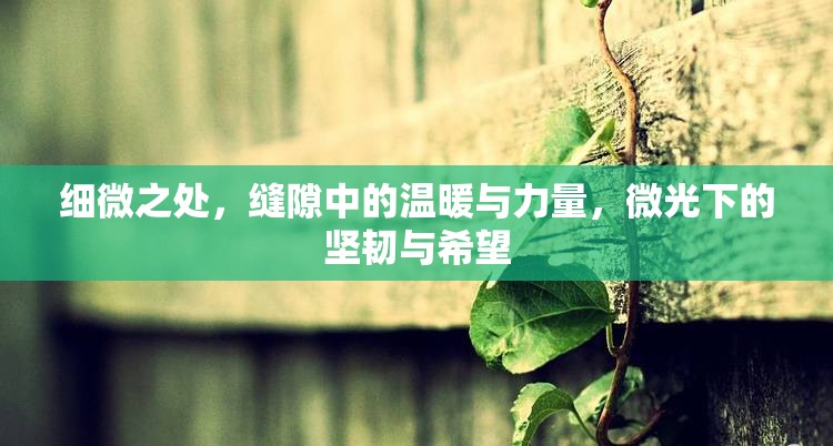細(xì)微之處，縫隙中的溫暖與力量，微光下的堅(jiān)韌與希望
