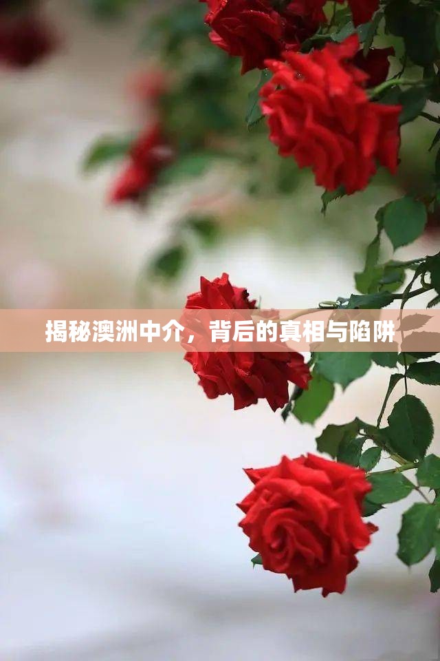 揭秘澳洲中介，背后的真相與陷阱