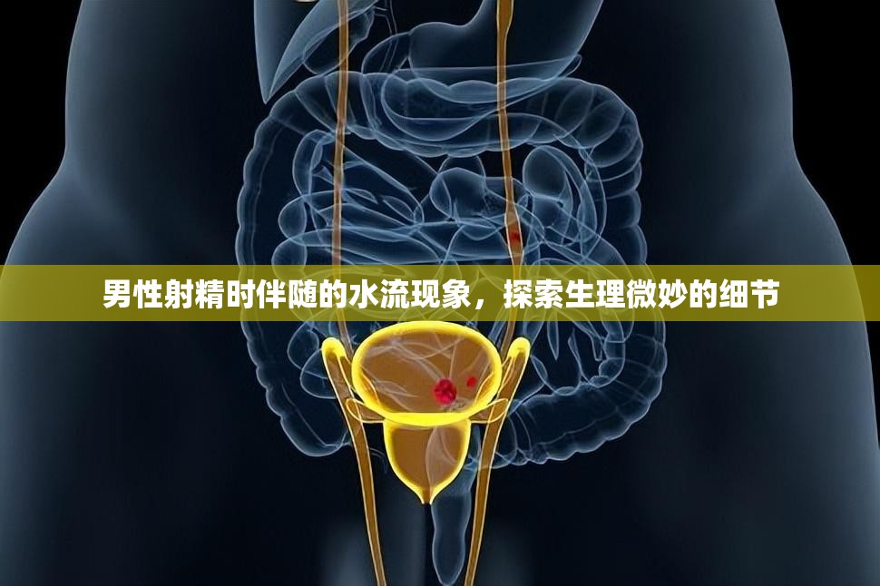 男性射精時(shí)伴隨的水流現(xiàn)象，探索生理微妙的細(xì)節(jié)