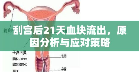 刮宮后21天血塊流出，原因分析與應(yīng)對(duì)策略