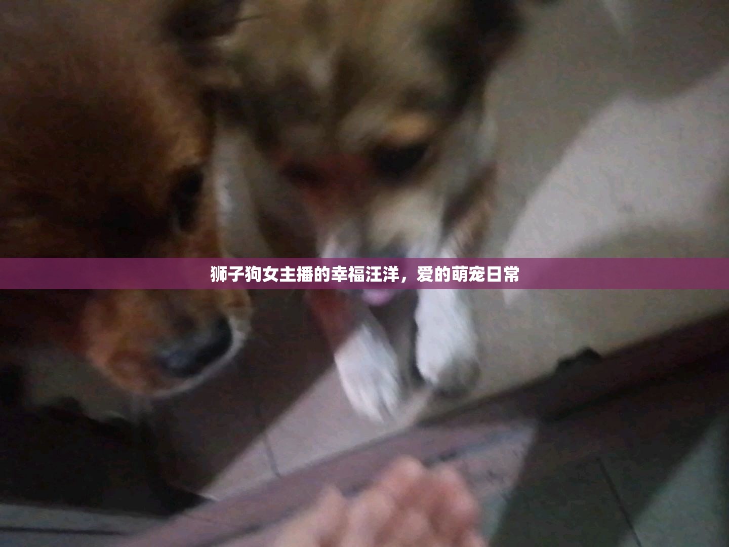 獅子狗女主播的幸福汪洋，愛的萌寵日常