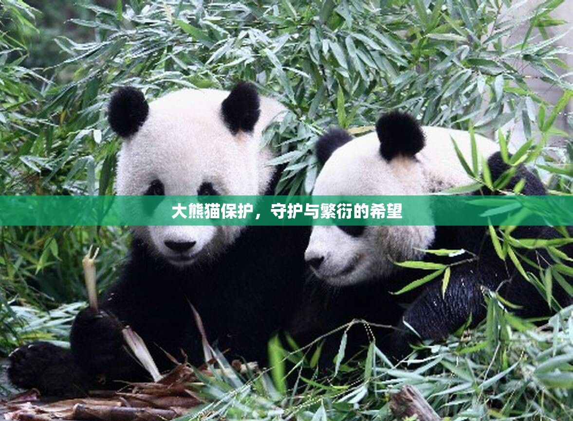 大熊貓保護(hù)，守護(hù)與繁衍的希望