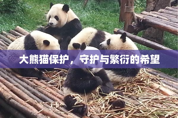 大熊貓保護(hù)，守護(hù)與繁衍的希望