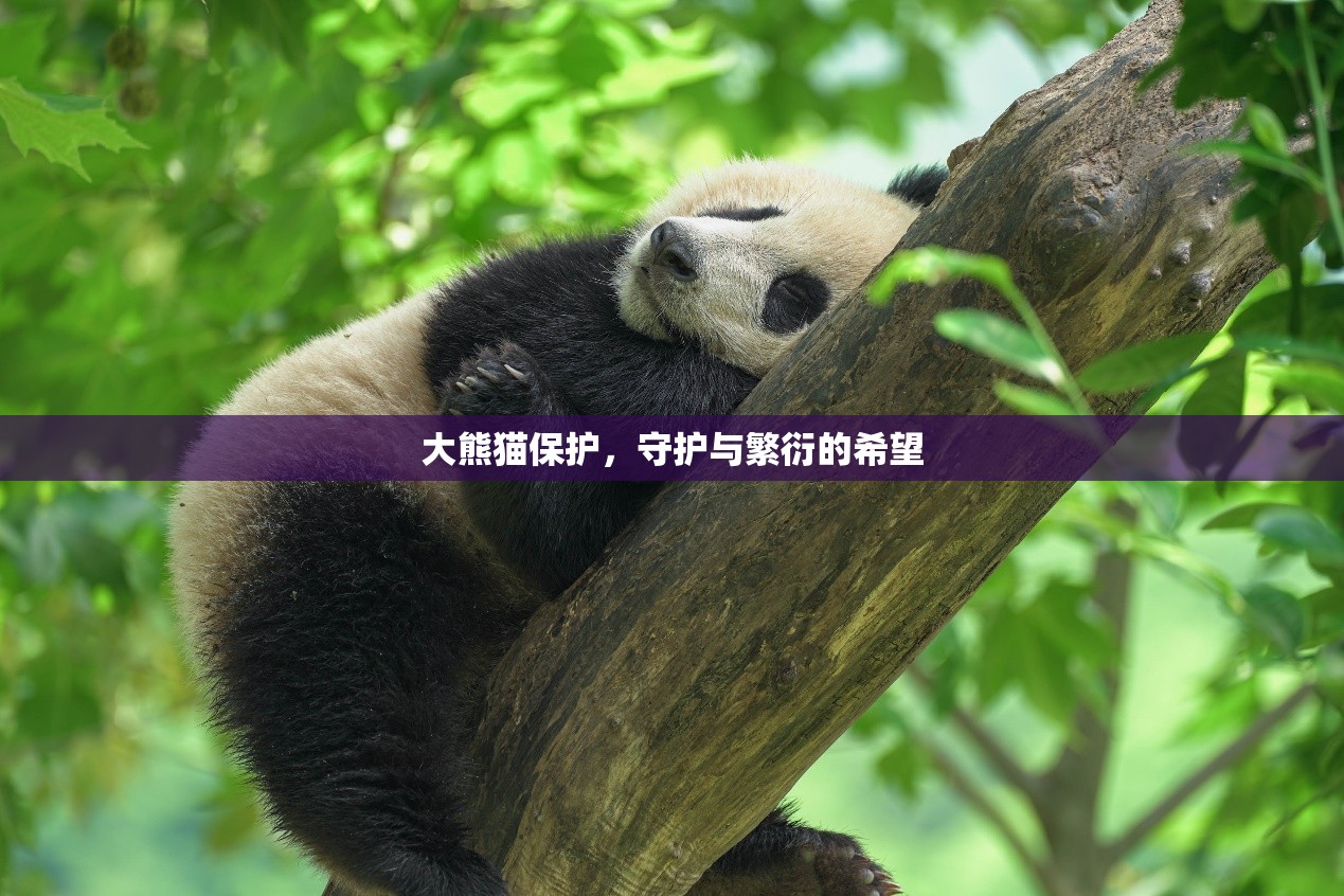 大熊貓保護(hù)，守護(hù)與繁衍的希望