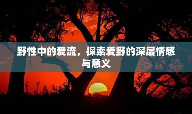 野性中的愛(ài)流，探索愛(ài)野的深層情感與意義