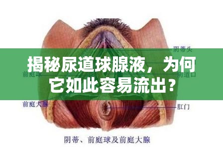揭秘尿道球腺液，為何它如此容易流出？